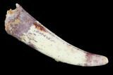 Pterosaur (Siroccopteryx) Tooth - Morocco #98655-1